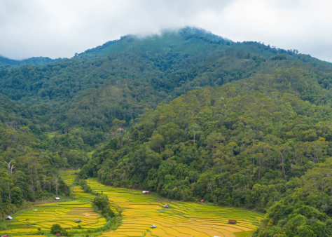 Central Highlands aglow: golden rice paints the terraces