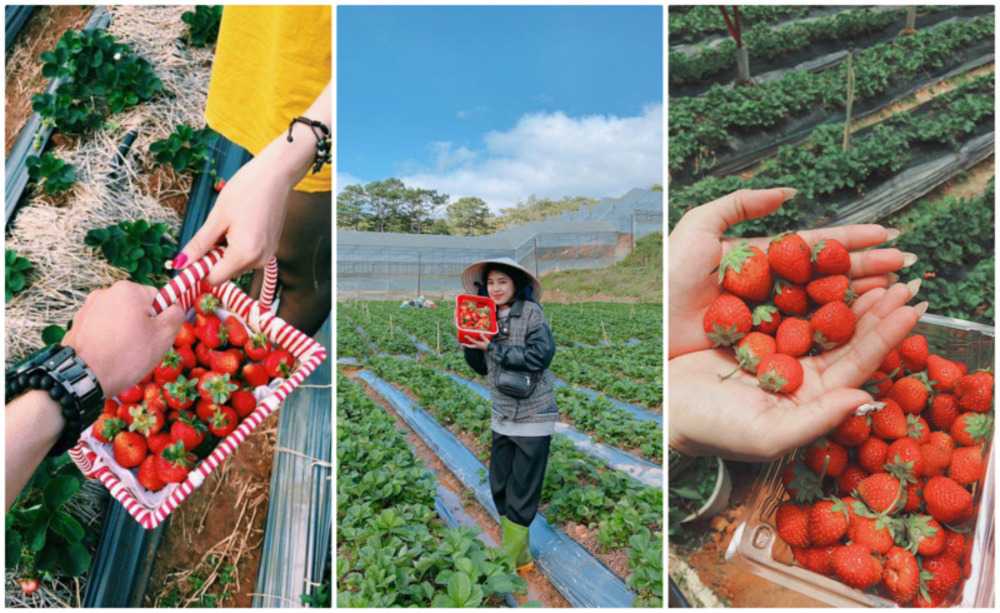 Farm Visits, Blossoms, Strawberries, and Coffee: Exploring Agrotourism in Dalat